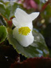 Begonia semperflorens (2012, August 18)