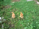 Picture 1303