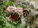 DSCF8650