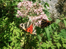 DSCF8651