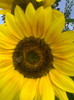 floarea soarelui ornamentala si albina la nectar