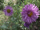 DSCF8252