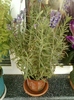 lavanda "blue scent"