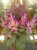 celosia caracas