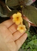 19 august 2012-flori 040
