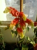 19 august 2012-flori 004