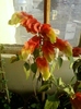 19 august 2012-flori 005