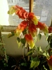 19 august 2012-flori 006