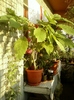 19 august 2012-flori 016