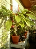 brugmansia galbena-norela :)