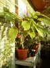19 august 2012-flori 018