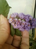 19 august 2012-flori 020