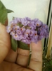19 august 2012-flori 022