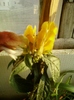19 august 2012-flori 008