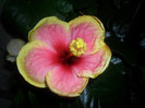 Hibiscus Oberon