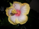Hibiscus Amanda Dubin