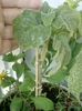 19 august 2012-flori 066