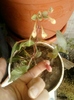 fuchsia rosu cu ciclam