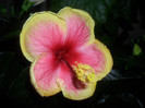 Hibiscus Oberon