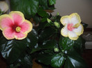Hibiscus Oberon + Amanda Dubin
