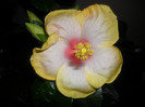 Hibiscus Amanda Dubin