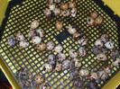 DSCF7869