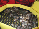 DSCF7874