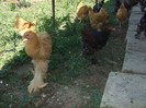 DSCF8361