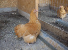 orpington galben seria 1-4 03 2012
