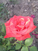 baccara