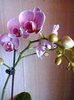 Orhidee  4