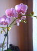 Orhidee  5