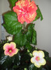 Hibiscus grup