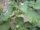 Pissalys (Papalau)