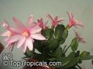 images (42)