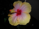 hibiscus Yelow Holiday?