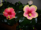 Hibiscus June's Dragon + Oberon