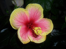 Hibiscus Oberon