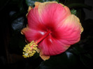 Hibiscus June's Dragon