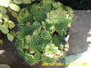 sempervivum7 buc(dintre cele mai mari) la 10 lei