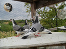 SAM_0737