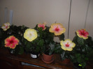 Hibiscus grup