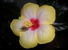 Hibiscus Amanda Dubin