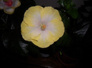 Hibiscus Emily