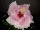 Hibiscus Baby Girl