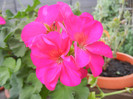 Bright Odette Geranium (2012, Aug.19)