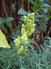 Linaria vulgaris (2012, August 19)