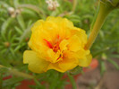 Portulaca grandiflora (2012, Aug.19)
