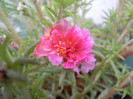 Portulaca grandiflora (2012, Aug.19)