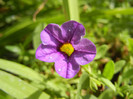 Calibrachoa Lavender (2012, Aug.18)